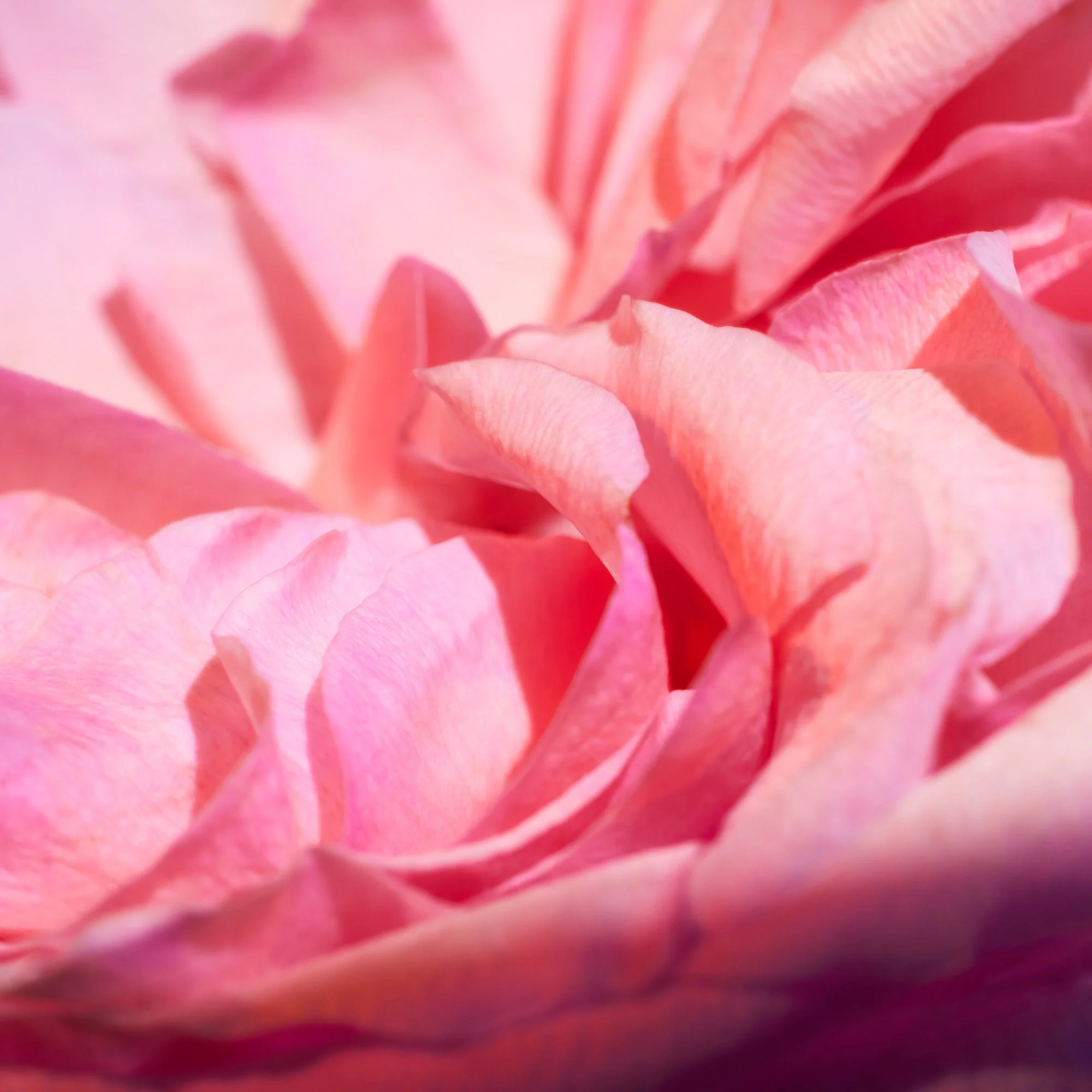 Oudgasm Rose Oud | 16 - Image 4